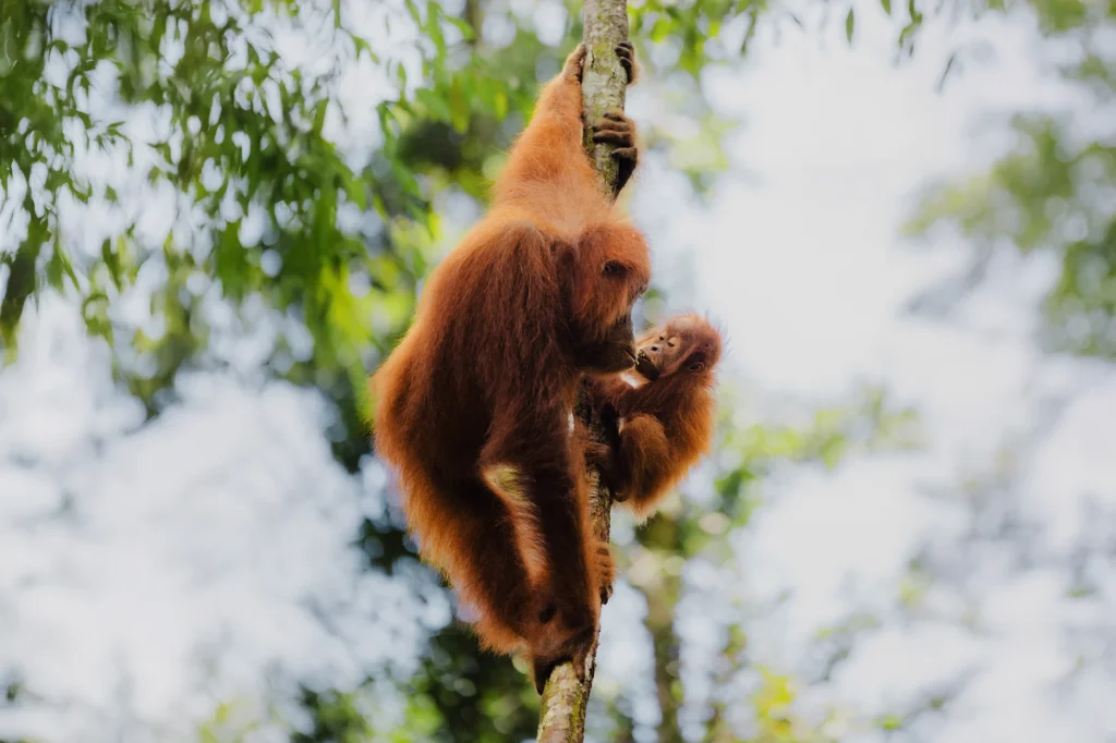 Orangutan in Indonesian rainforest, where biodiversity is threatened by deforestation