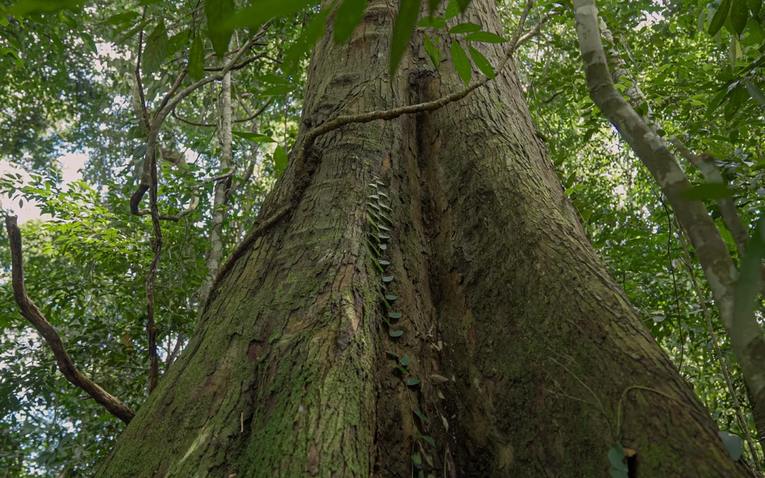 Why Circular Economy Is The Future of Sustainable Furniture