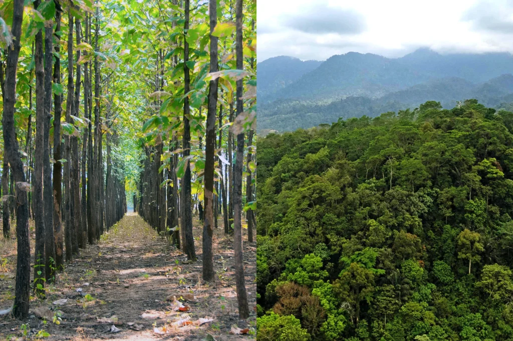 Comparison of lush, biodiverse rainforest with plantation land that’s uniform and lacking greenery.