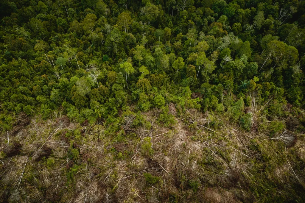 Large area of cleared rainforest in Indonesia being prepared for a new timber plantation.