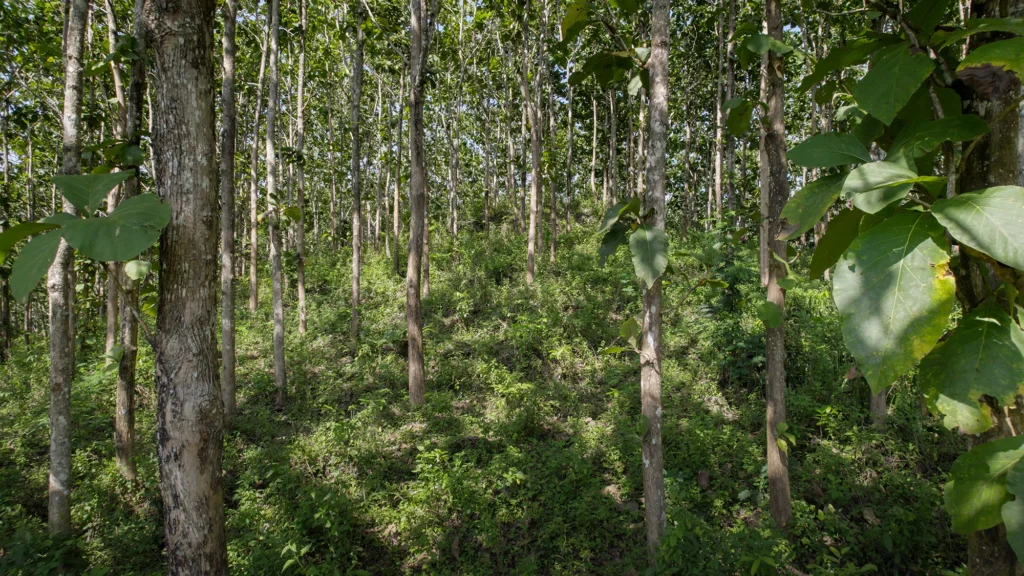 Rows of uniform teak trees growing in a plantation, with no undergrowth or natural vegetation.