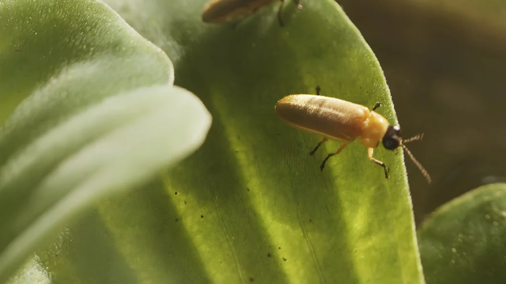 Fireflies are a treasured memory for many Balinese people, but due to habitat loss they are becoming increasingly rare