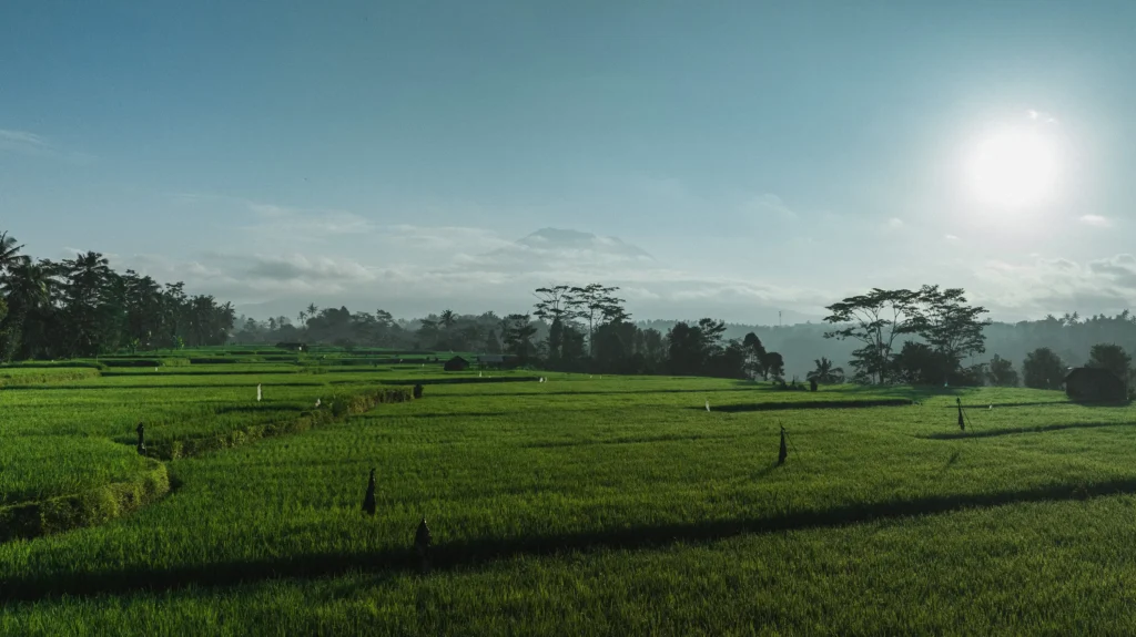 Healthy rice fields in Bali grown with sustainable agriculture practices support firefly conservation