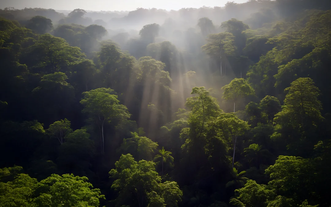 How Choosing Reclaimed Furniture Can Help Preserve Indonesia’s Rainforests