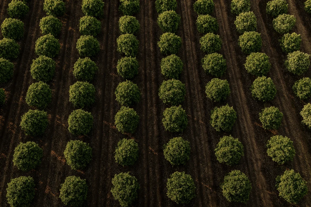 Monoculture plantations strip biodiversity and degrade soil